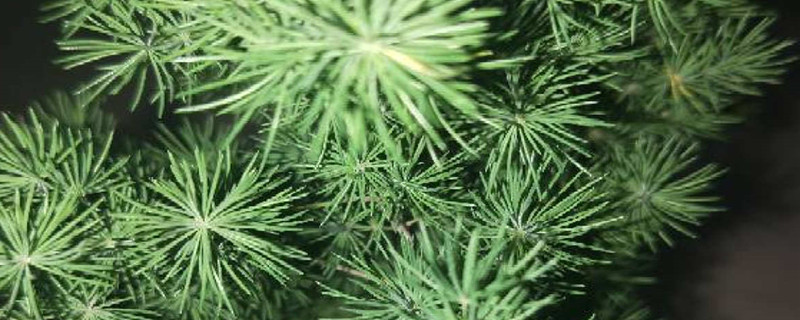 矮霸盆景快速成型法 矮霸盆景快速成型法