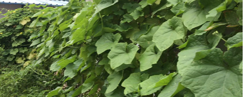 蛇豆种子催芽方法 蛇豆种子催芽方法