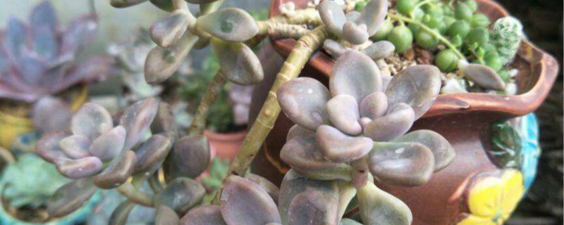 如何正确用椰糠栽多肉植物 如何正确用椰糠栽多肉植物