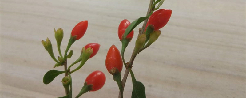 枸杞几年可以开花结果 枸杞几年可以开花结果