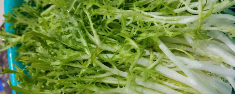 苦菊什么时候移栽 苦菊什么时候移栽