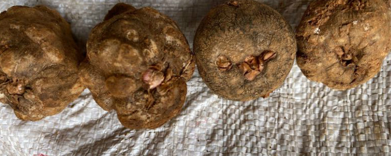魔芋开花结果籽怎样育苗 魔芋开花结果籽怎样育苗