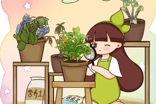 这花黄叶了,再心疼也得剪,严重还要换盆! 这花黄叶了,再心疼也得剪,严重还要换盆!