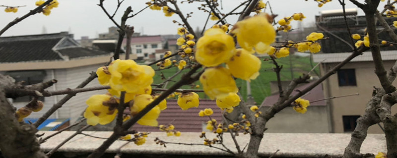 为什么腊梅刚发出的芽会干枯 为什么腊梅刚发出的芽会干枯