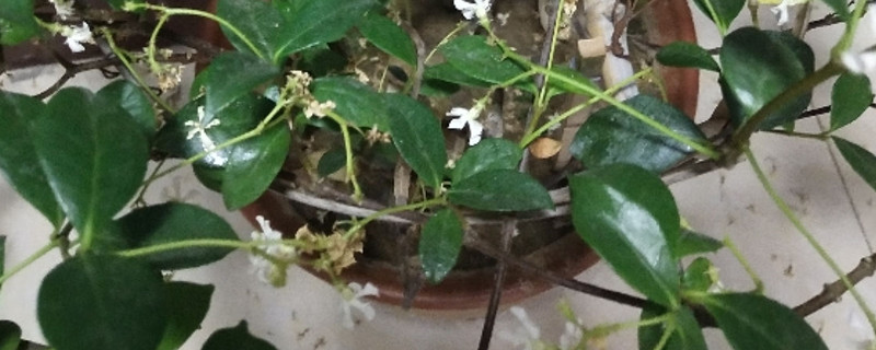 盘龙桂花如何养殖 盘龙桂花如何养殖