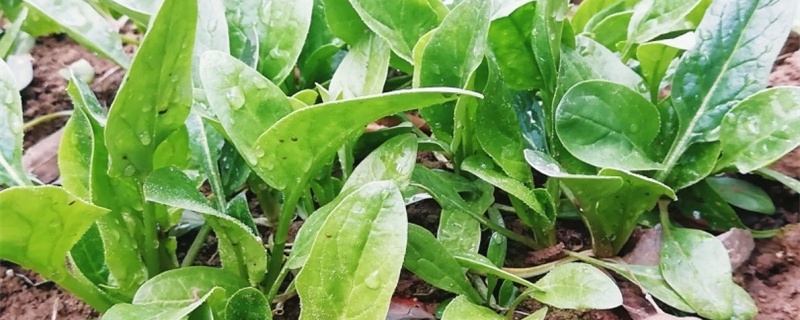 菠菜只留根能种活吗 菠菜只留根能种活吗