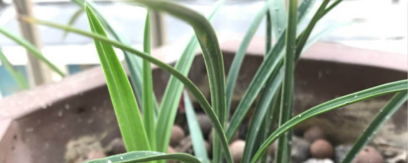 夏兰属于什么兰 夏兰属于什么兰