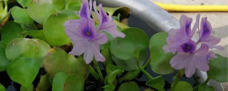 水葫芦是什么类植物 水葫芦是什么类植物