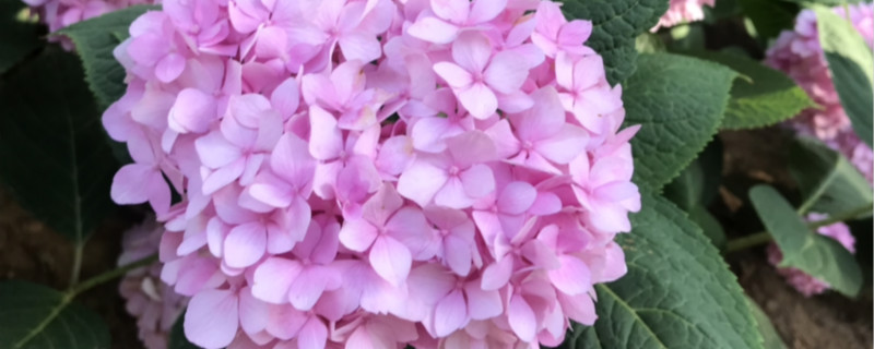紫阳花有毒吗 紫阳花有毒吗