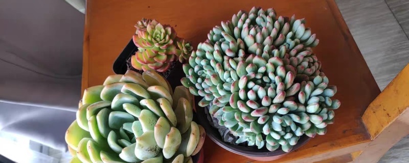 蓝苹果夏天怎么养