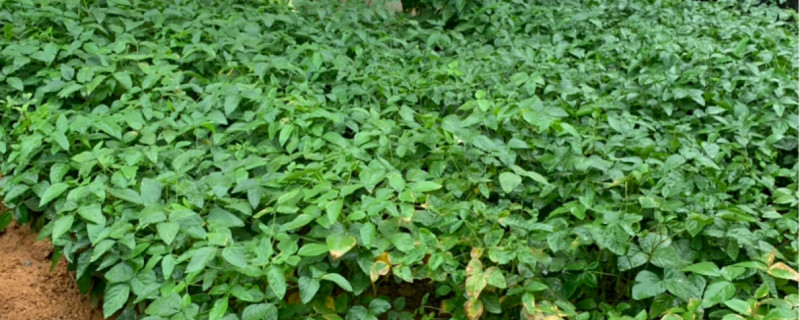 磷元素对植物的作用 磷元素对植物的作用