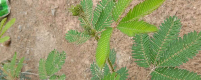 含羞草是一年生还是多年生 含羞草是一年生还是多年生