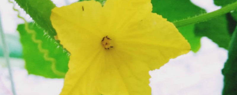 为什么黄瓜只有雄花没有雌花了 为什么黄瓜只有雄花没有雌花了