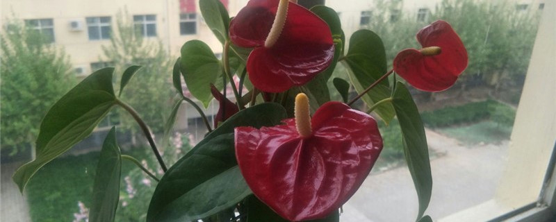 红掌的花从哪里长出来 红掌的花从哪里长出来