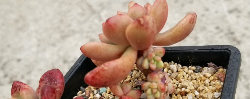 普通绿植需要铺面石吗 普通绿植需要铺面石吗