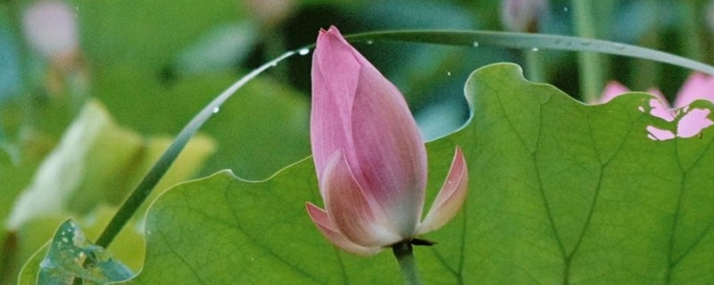 池塘里面怎样栽植荷花 池塘里面怎样栽植荷花