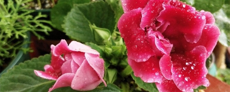 大岩桐花怎么养 大岩桐花怎么养