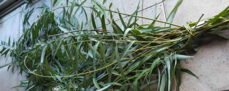 编筐的荆条是什么植物 编筐的荆条是什么植物