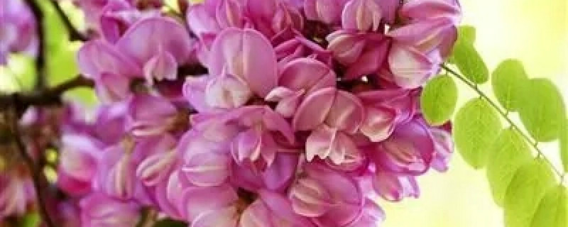 紫色槐花能吃吗 紫色槐花能吃吗