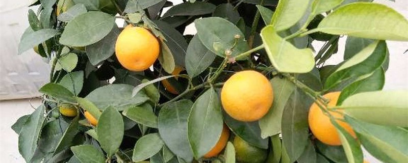 橘子水泡臭了能浇花吗 橘子水泡臭了能浇花吗