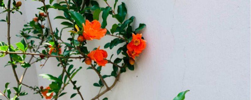 石榴花为什么开花就掉 石榴花为什么开花就掉