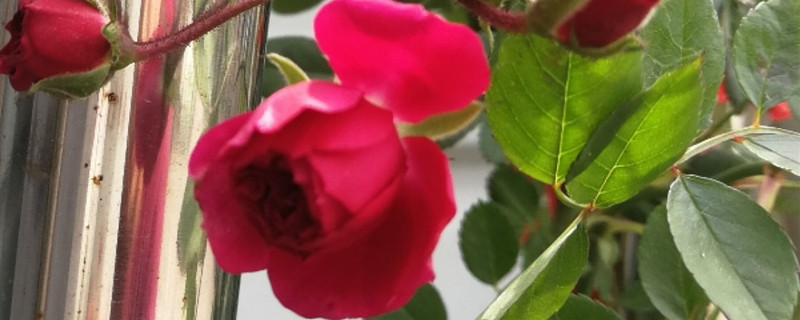 红木香花在北方冬天怎样过冬 红木香花在北方冬天怎样过冬