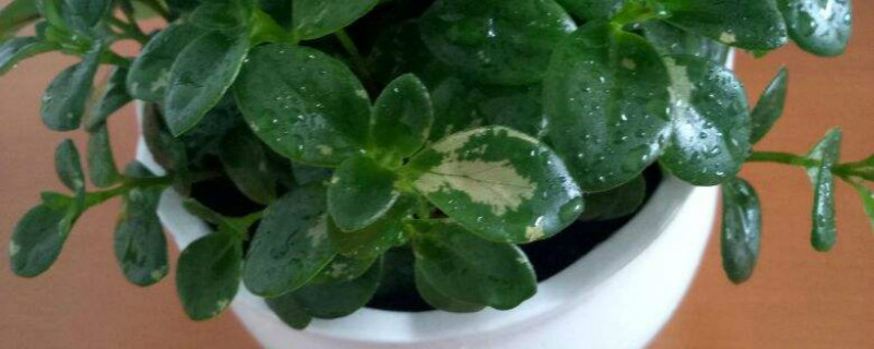 花叶上有白斑霉点怎么办 花叶上有白斑霉点怎么办