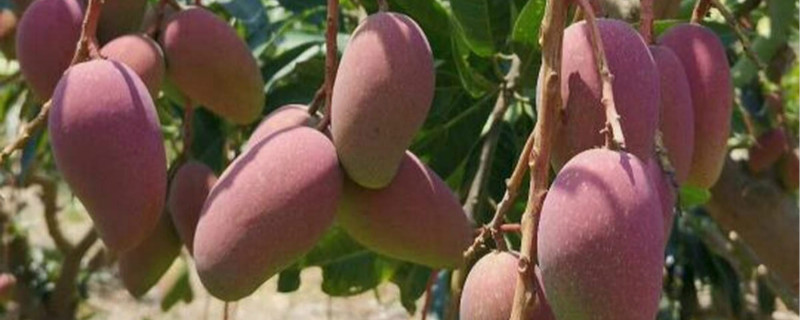 四季芒果一年结多少次果 四季芒果一年结多少次果