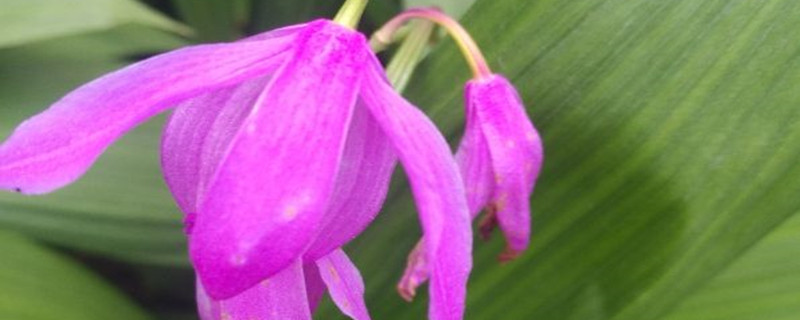 白芨种子育苗方法 白芨种子育苗方法