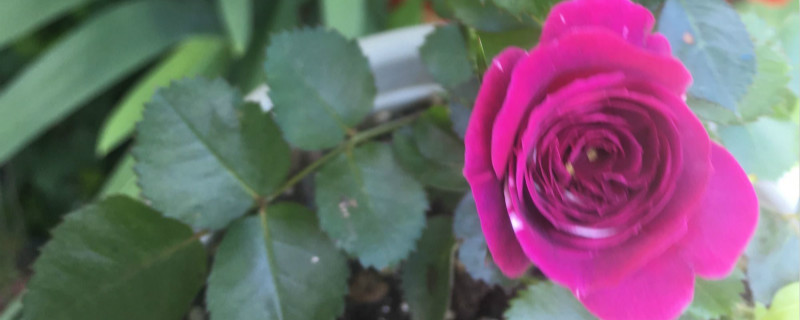 芬芳宝石月季的特性 芬芳宝石月季的特性