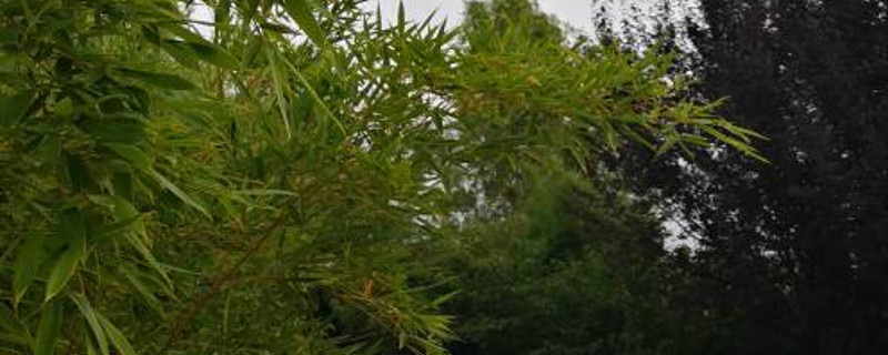 竹子几月份栽成活率高 竹子几月份栽成活率高