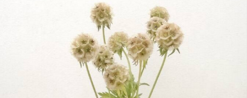 风车果是什么植物 风车果是什么植物