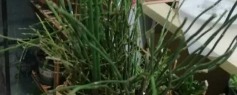 木贼可以种水里吗 木贼可以种水里吗