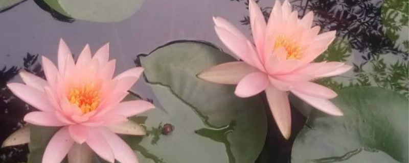 莲花可以养在家里吗 莲花可以养在家里吗
