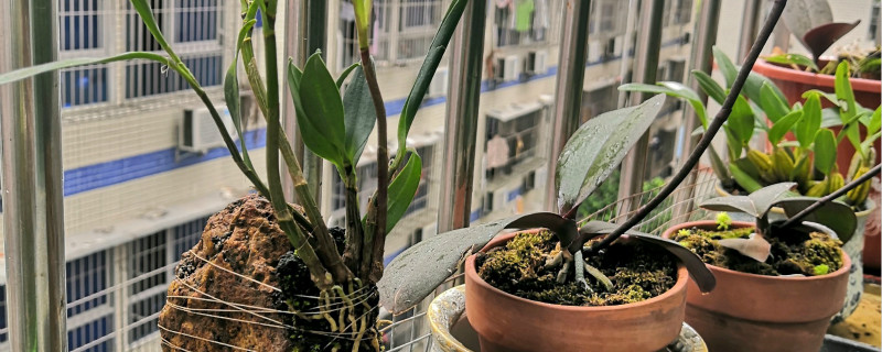澳洲石斛兰会在老枝上开花吗 澳洲石斛兰会在老枝上开花吗