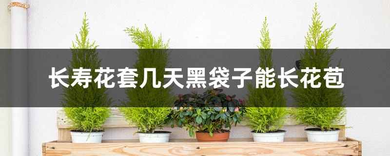 长寿花套几天黑袋子能长花苞 长寿花套几天黑袋子能长花苞