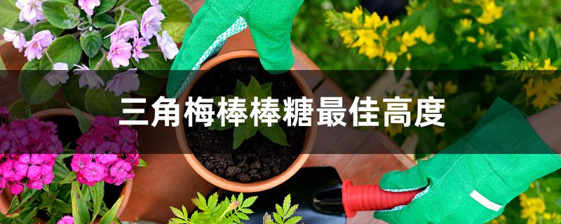 三角梅棒棒糖最佳高度 三角梅棒棒糖最佳高度