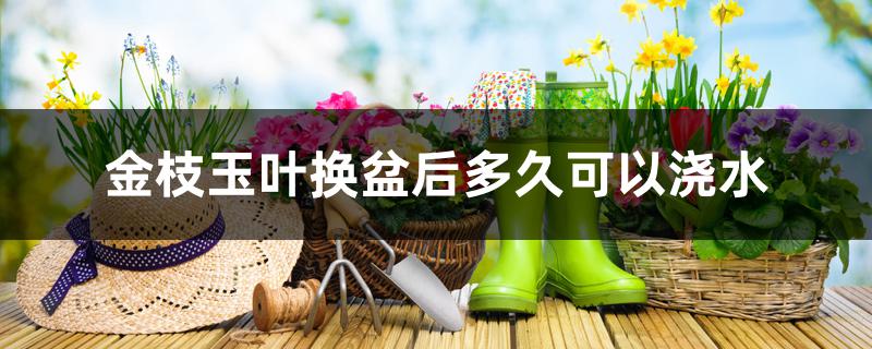 金枝玉叶换盆后多久可以浇水 金枝玉叶换盆后多久可以浇水