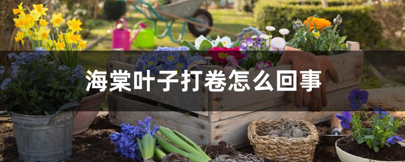 海棠叶子打卷怎么回事 海棠叶子打卷怎么回事