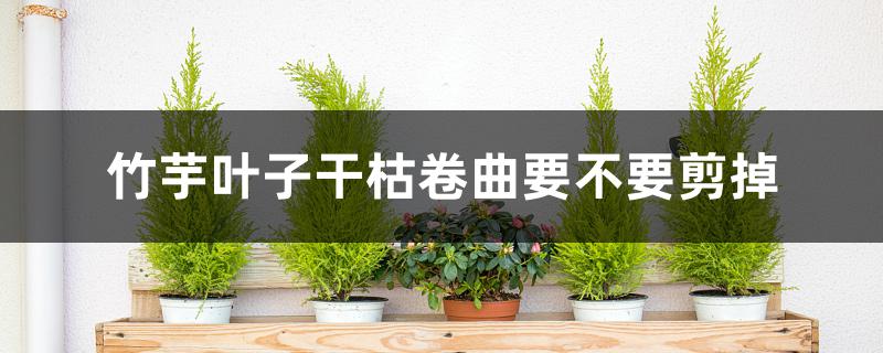 竹芋叶子干枯卷曲要不要剪掉