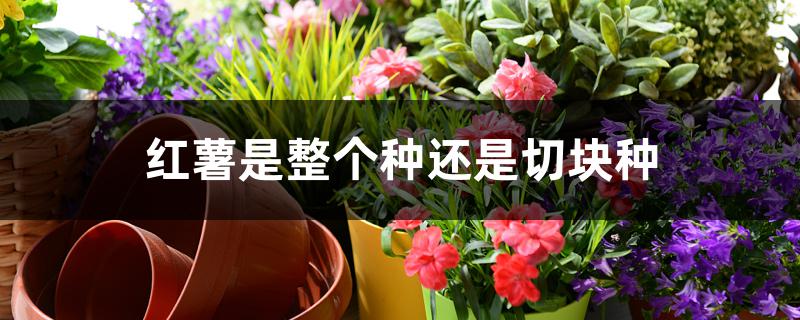 红薯是整个种还是切块种 红薯是整个种还是切块种