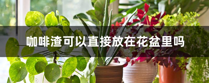 咖啡渣可以直接放在花盆里吗 咖啡渣可以直接放在花盆里吗