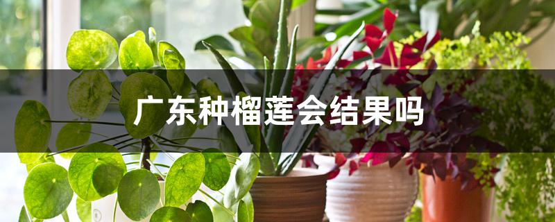 广东种榴莲会结果吗 广东种榴莲会结果吗