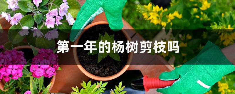 第一年的杨树剪枝吗 第一年的杨树剪枝吗