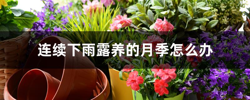 连续下雨露养的月季怎么办 连续下雨露养的月季怎么办