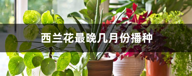 西兰花最晚几月份播种 西兰花最晚几月份播种