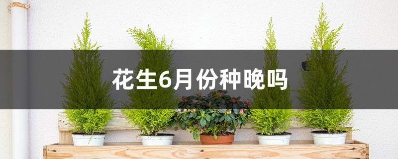 花生6月份种晚吗 花生6月份种晚吗