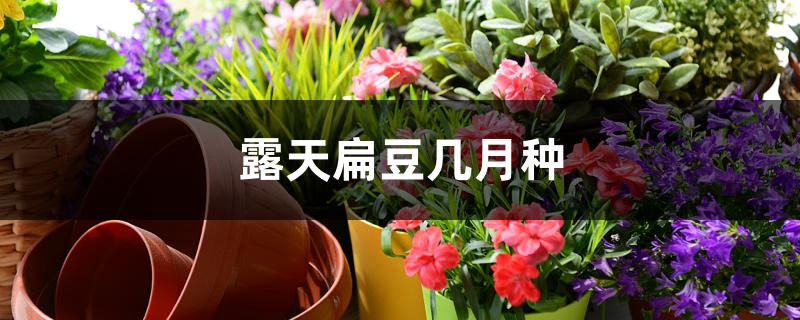 露天扁豆几月种 露天扁豆几月种
