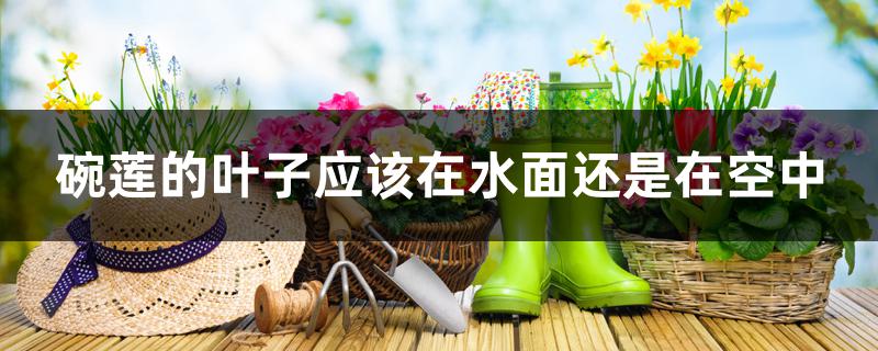 碗莲的叶子应该在水面还是在空中 碗莲的叶子应该在水面还是在空中