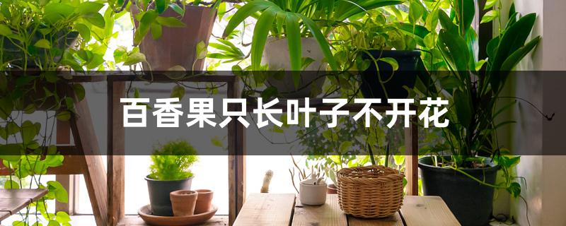 百香果只长叶子不开花 百香果只长叶子不开花